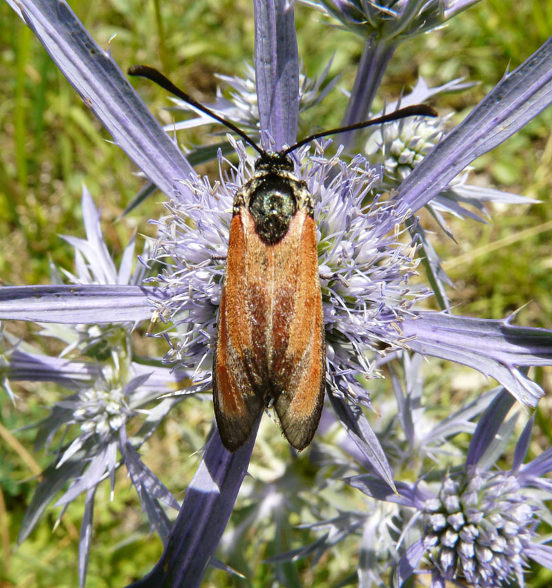 Zygaena in esame